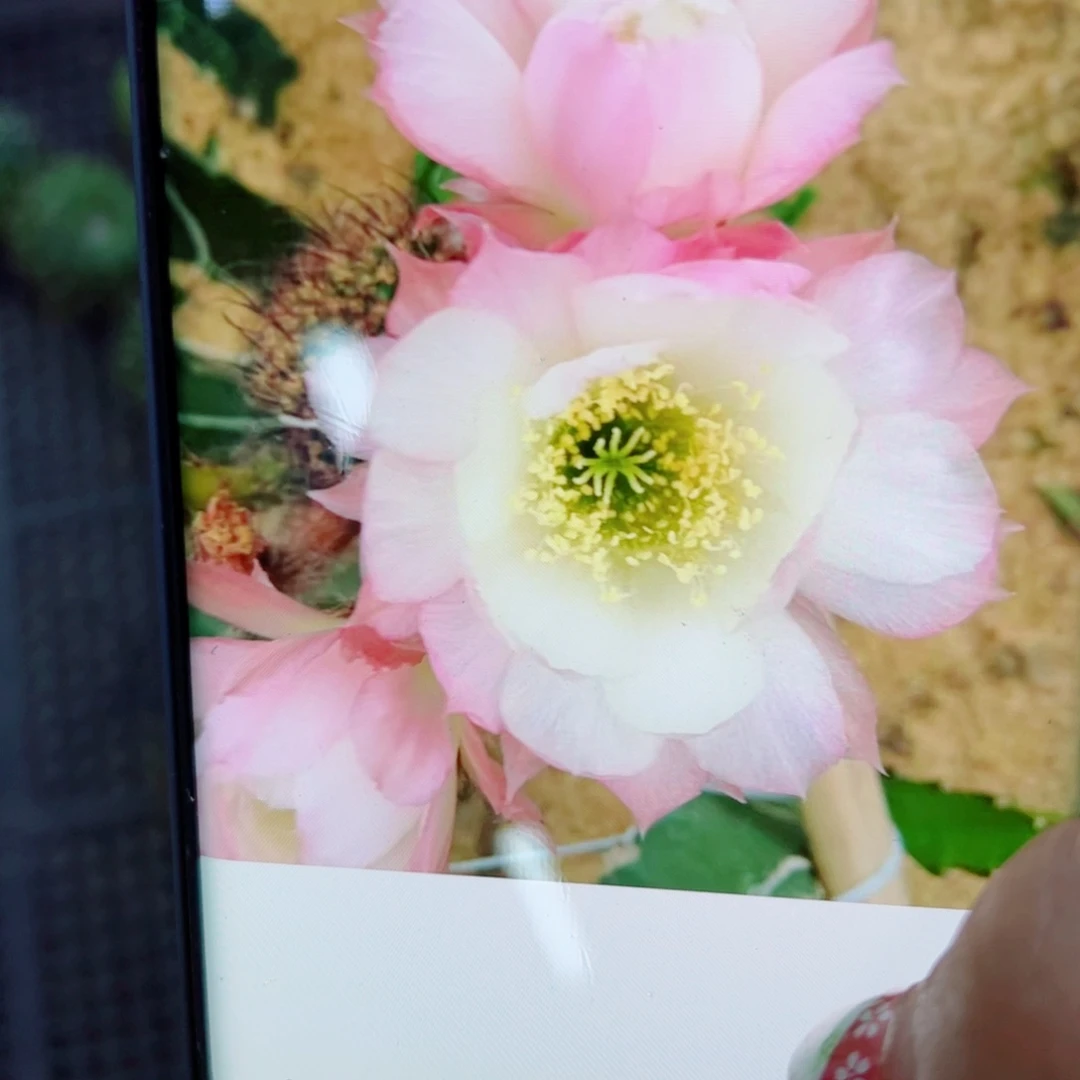 下91丽花白边粉歪无根侧芽3公分左右20包邮