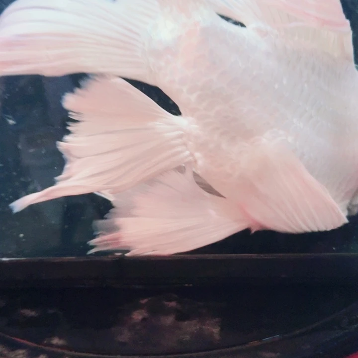 蝴蝶鲤鱼蝴蝶鲤包邮88