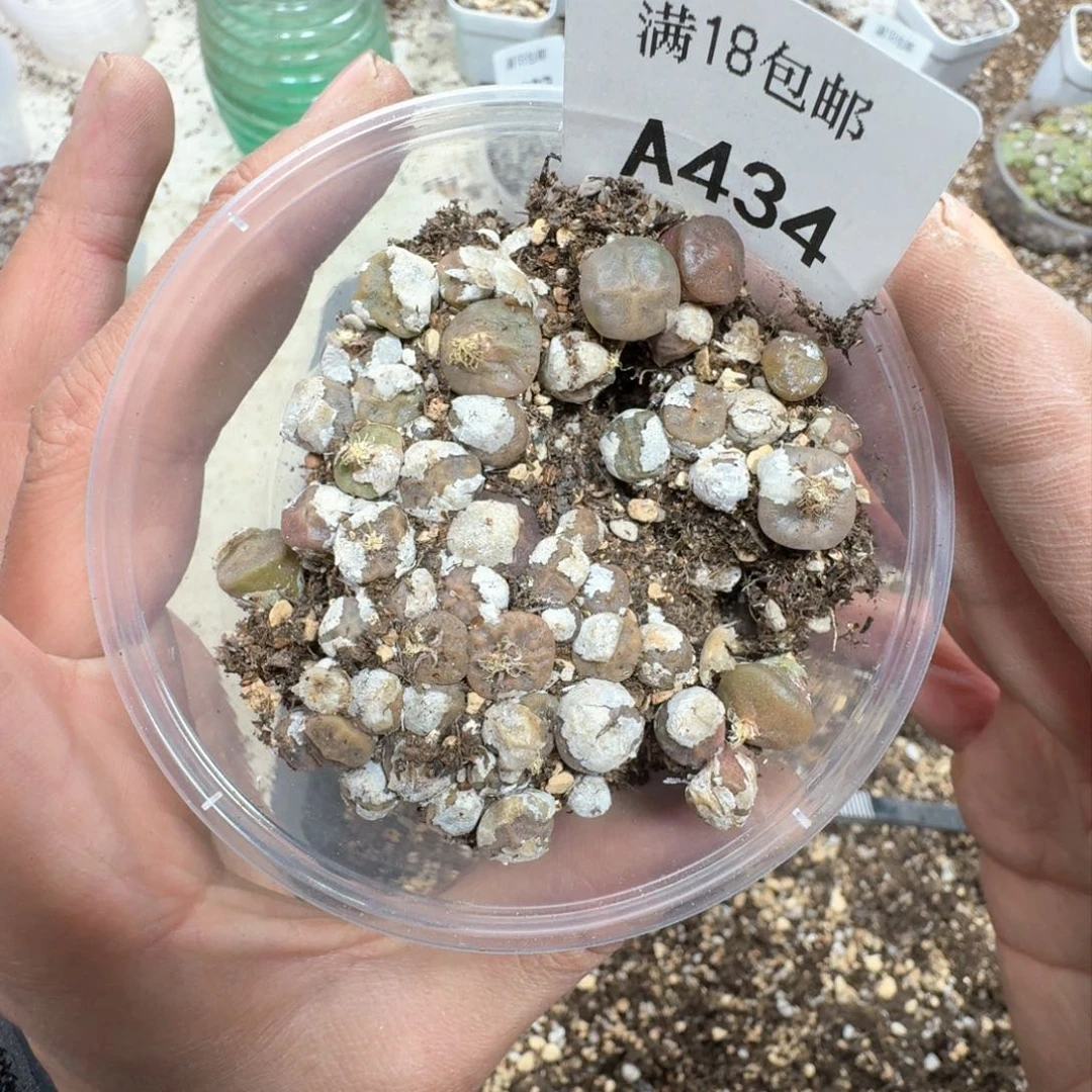 范**半A434 烧卖一盒。多肉植物