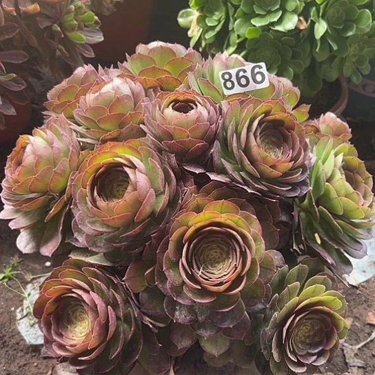 @***苦一颗多肉植物法师