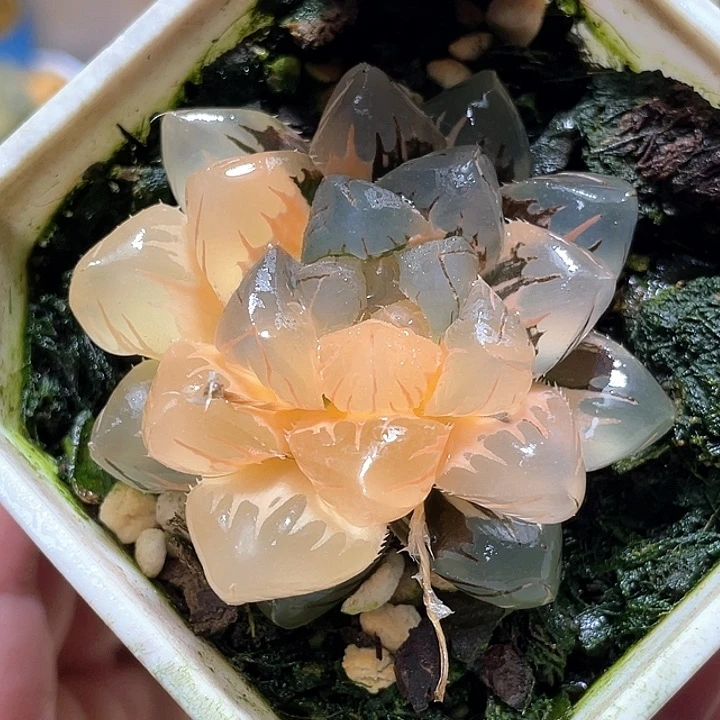 615水中月一物一拍
