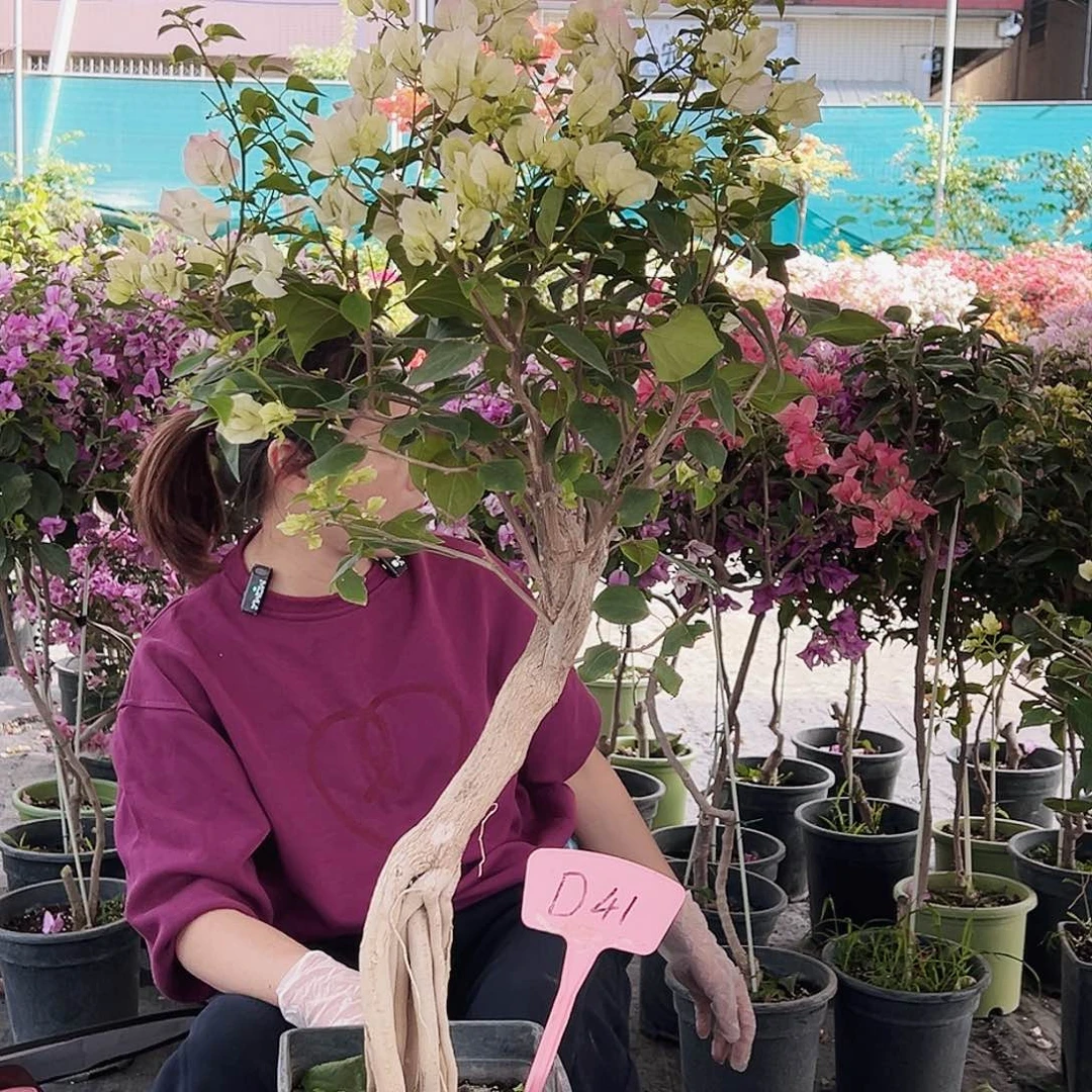 楊***g大部分花苞少量开放D41绿樱