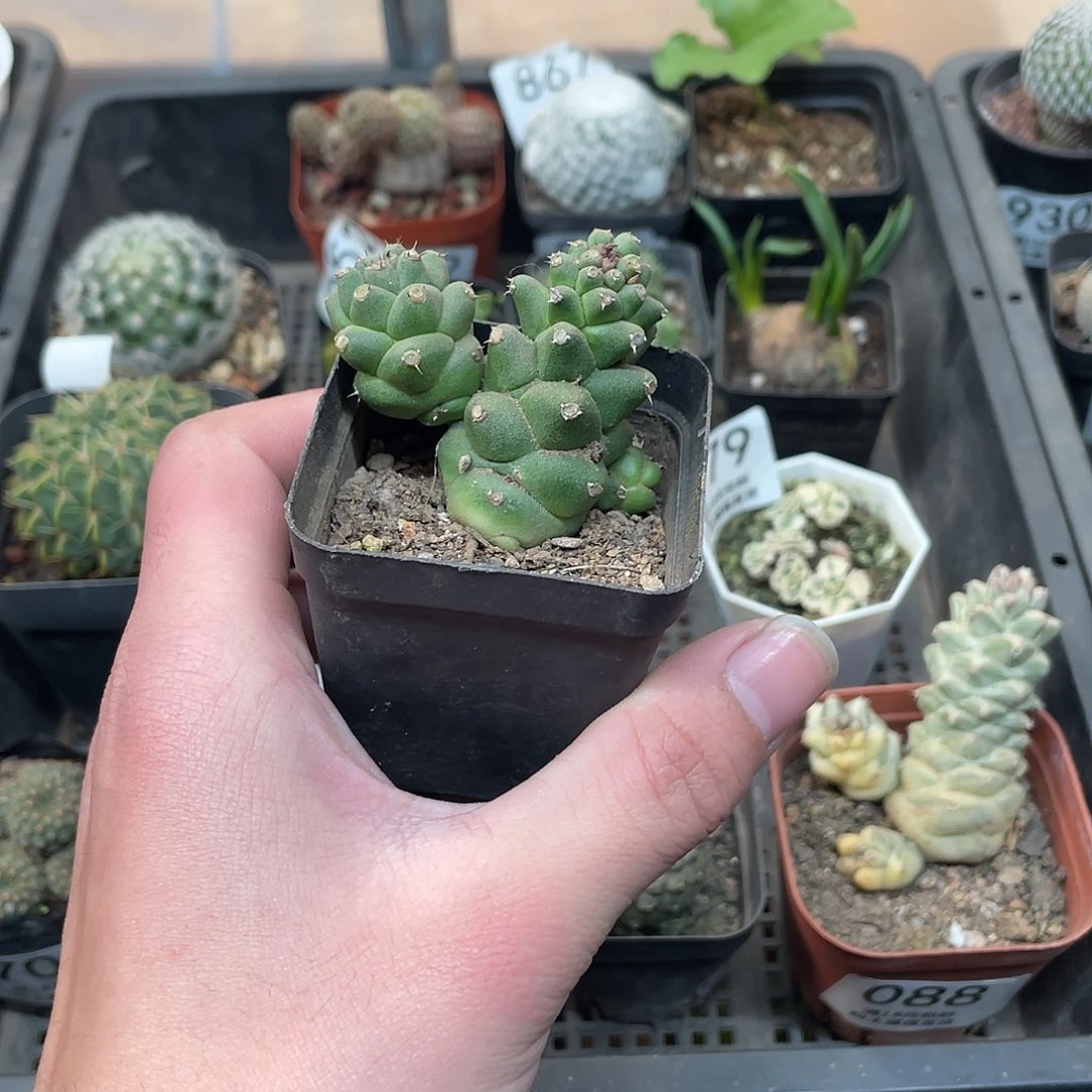 593将军阁（满18包邮）