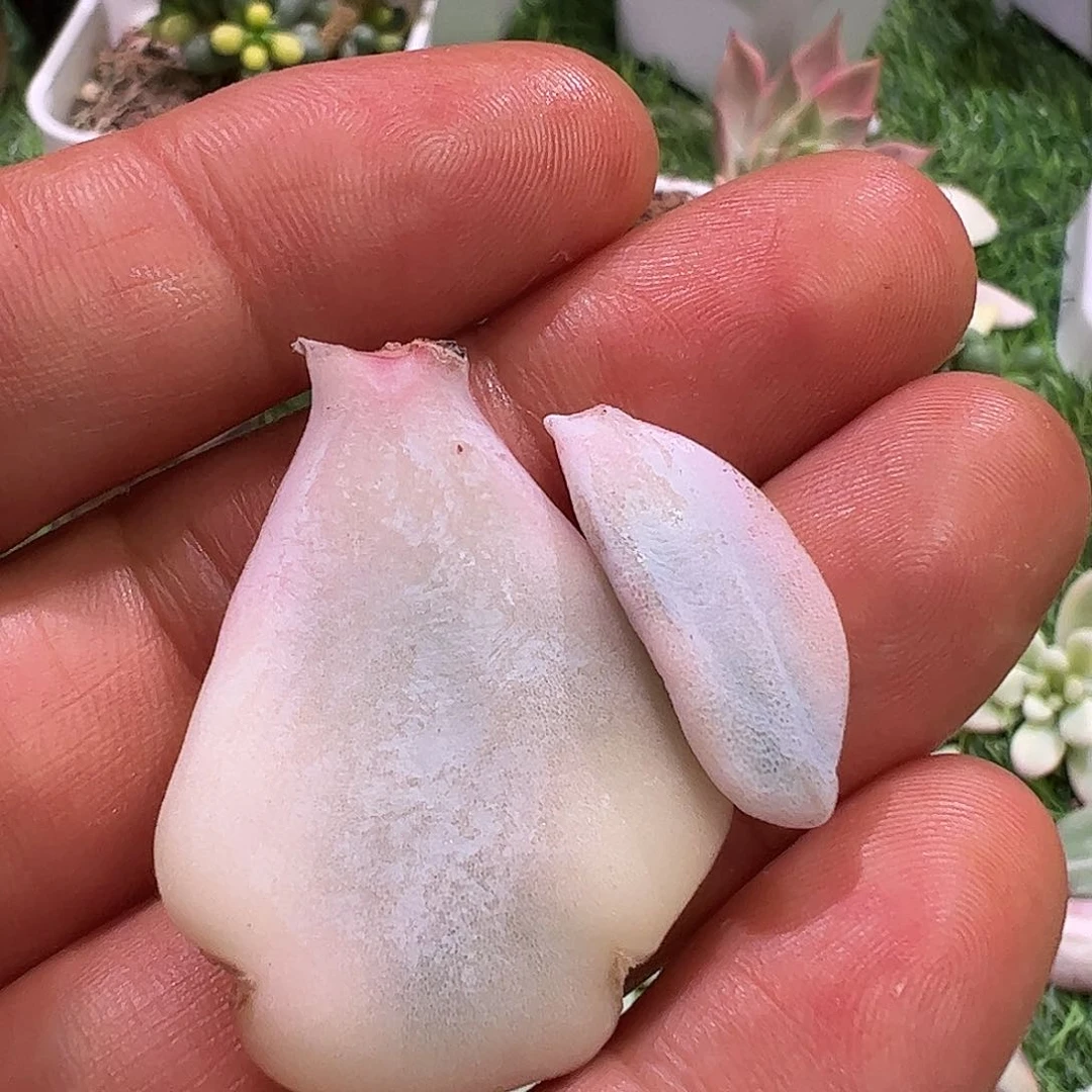 玲****^多肉植物多肉植物