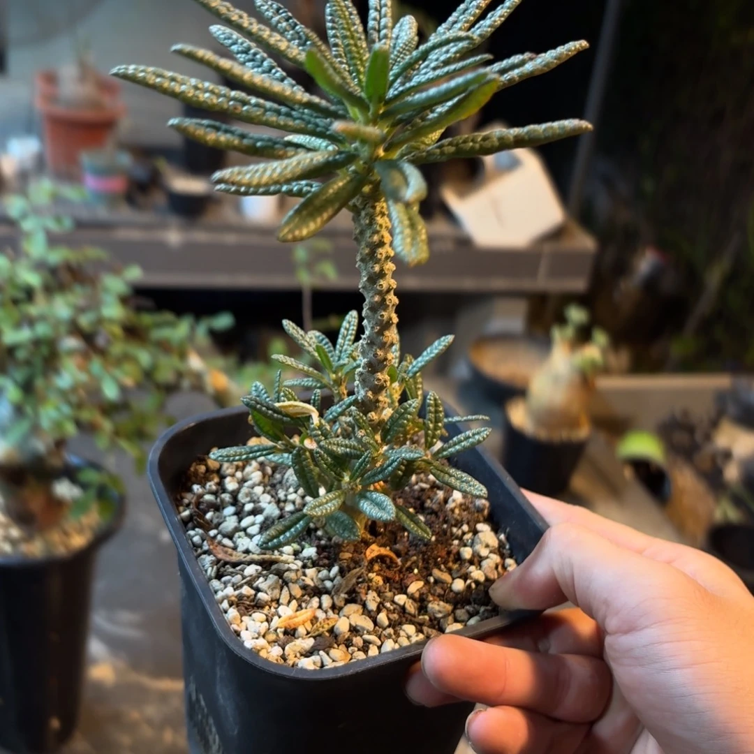 泡泡叶刘桑36666666666