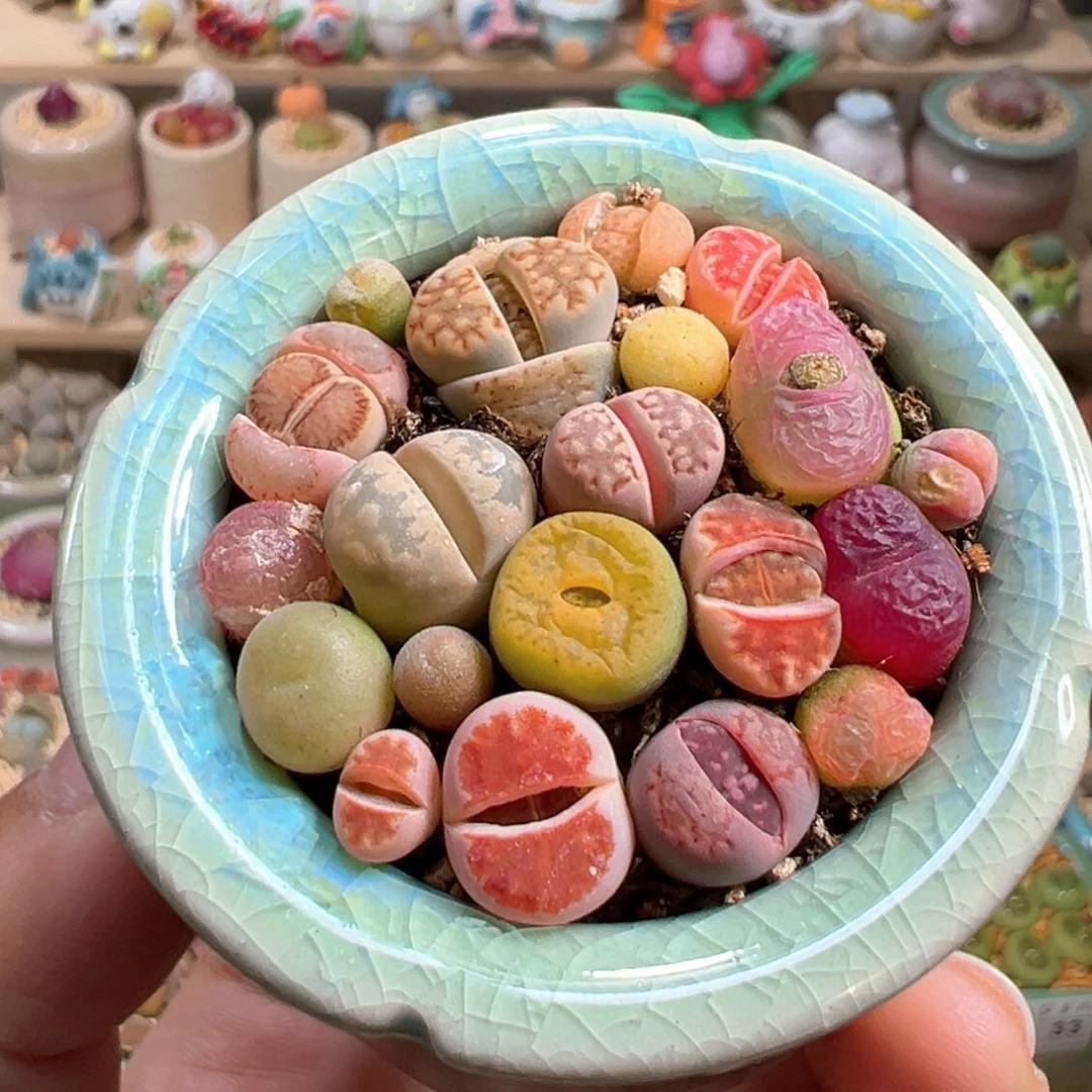 多肉植物35号拼盘