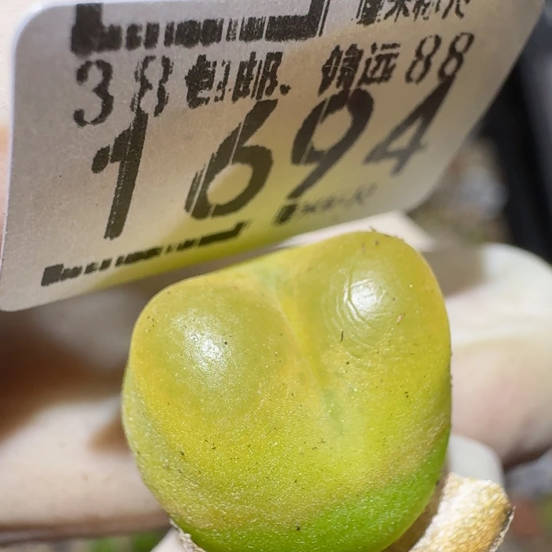 Zzzzzz生石花肉锥1694