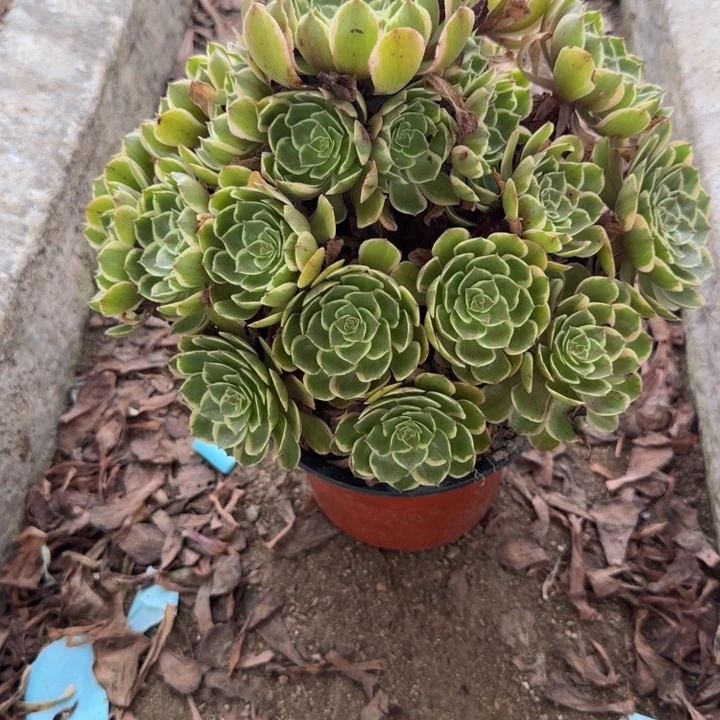 256粉花妖。多肉植物