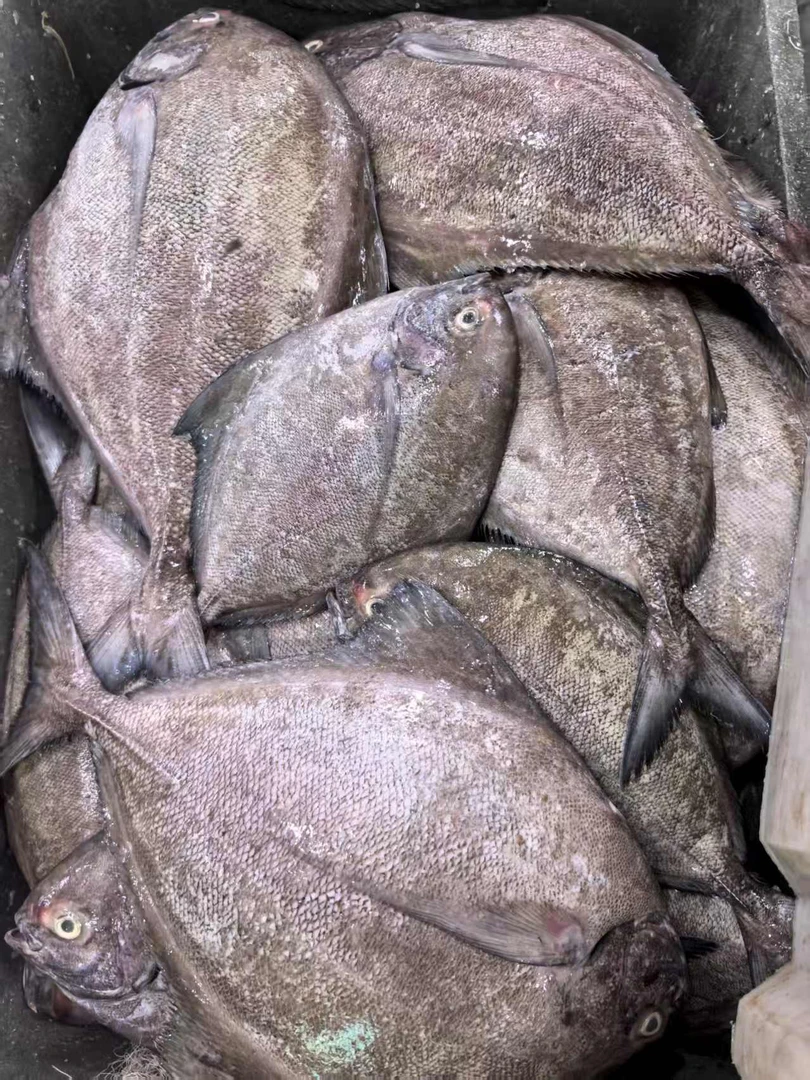黑鲳【直播现称】 新鲜现称 冷运到家