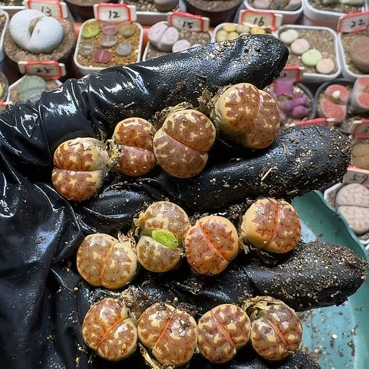 多***⑅生石花23:：：。  226号