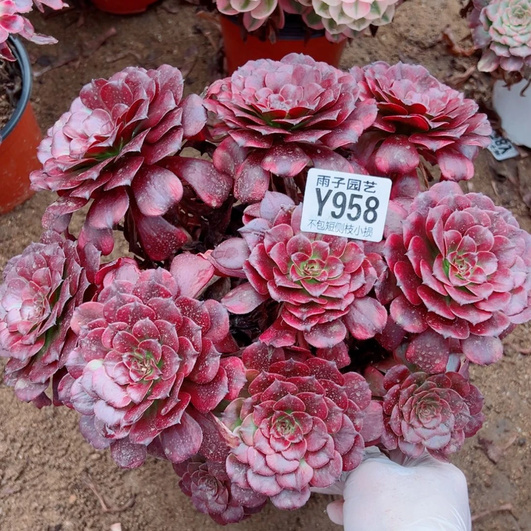 958美姬尺寸25左右