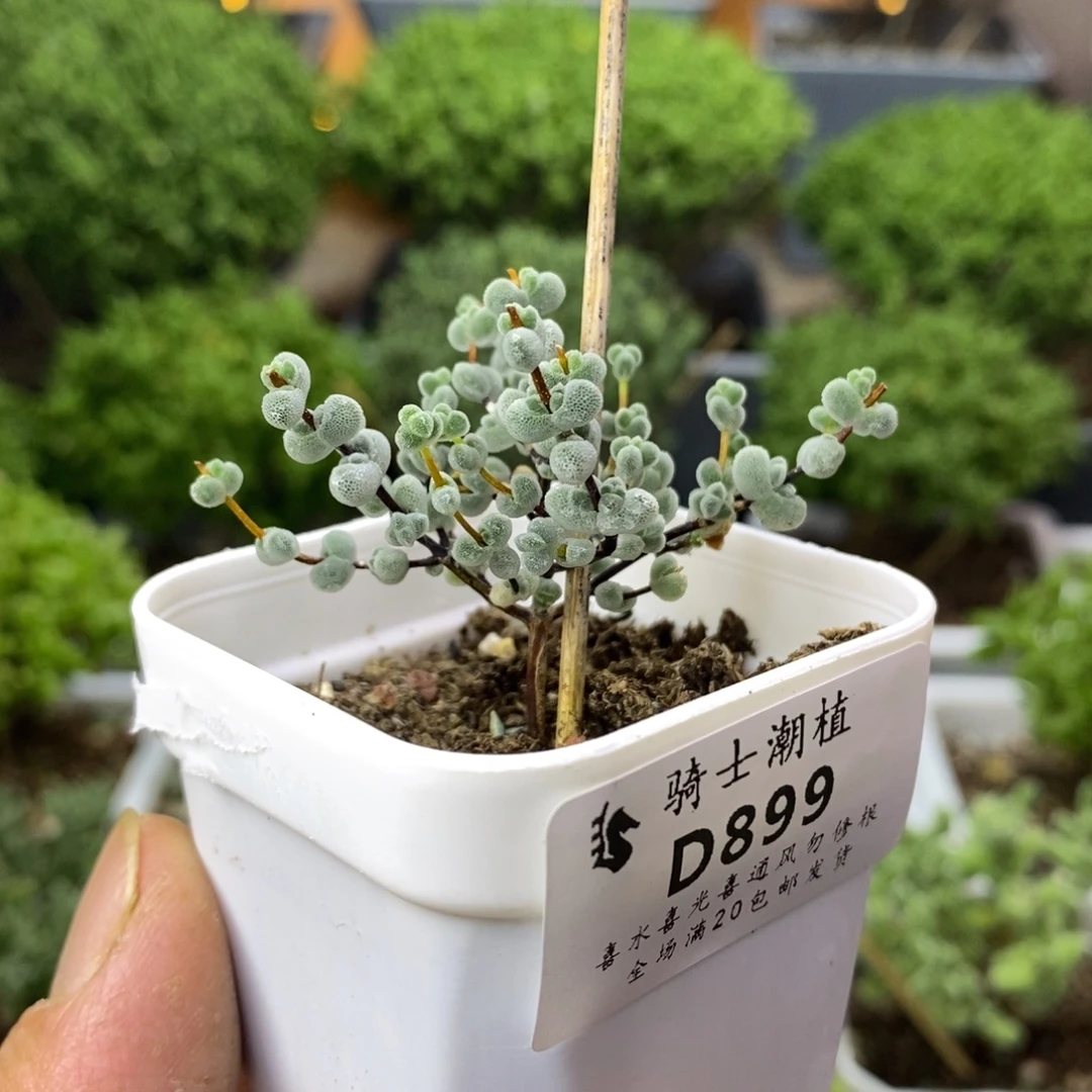 899实生优选白体莱斯