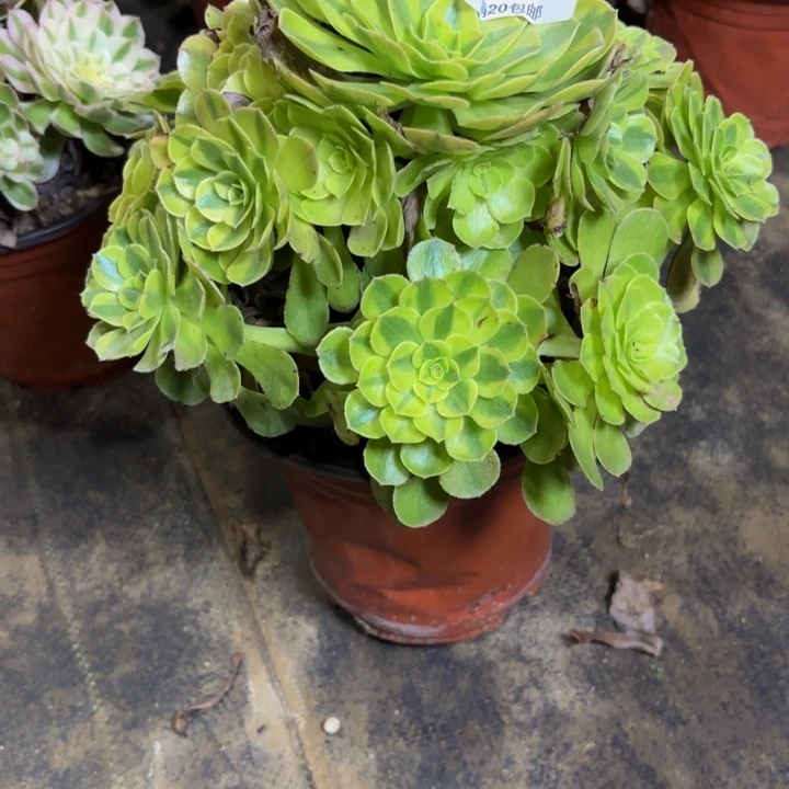 瑞妈多肉园艺383。