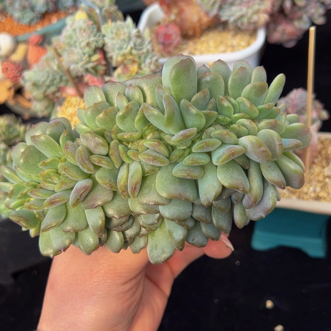 新年快乐 新年快乐