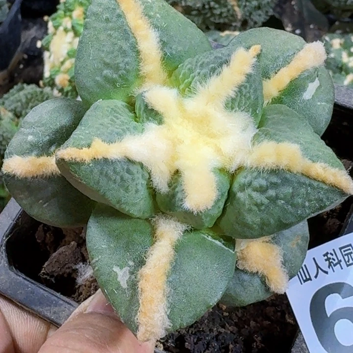 半***7福利苗接牡丹669