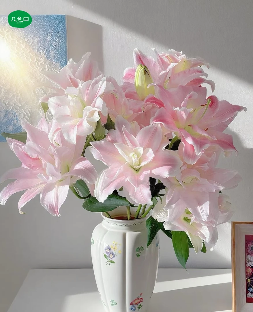 多头贵妃（3枝）—重瓣百合云南直发鲜花云南花插花鲜花