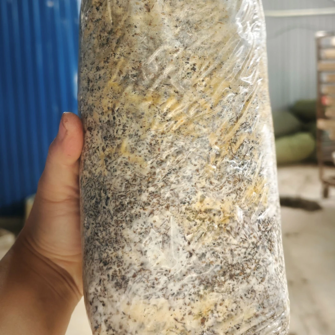 伴生菌 毛慈菇伴生菌 试用好用再买 包出龙蛋(非食用菌)