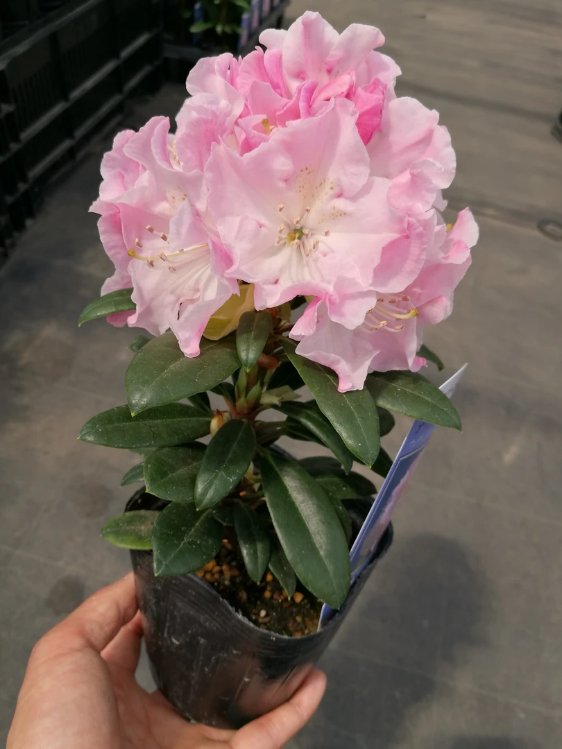 婚礼花束 高山杜鹃 两年苗 不带花苞