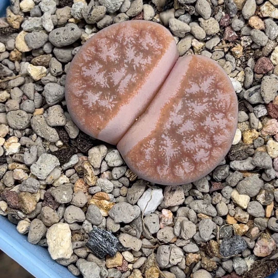 4205红岛田拿铁尺寸2.8