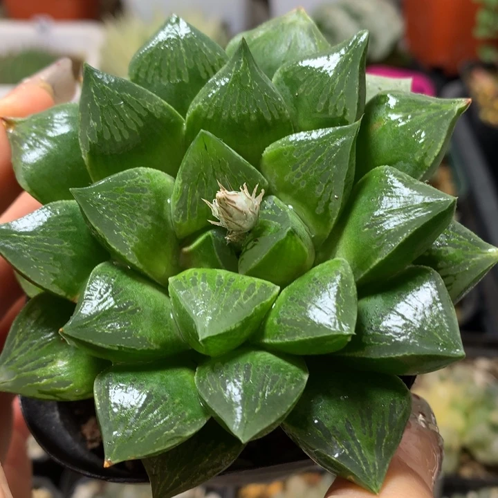 实生寿带盆土发货