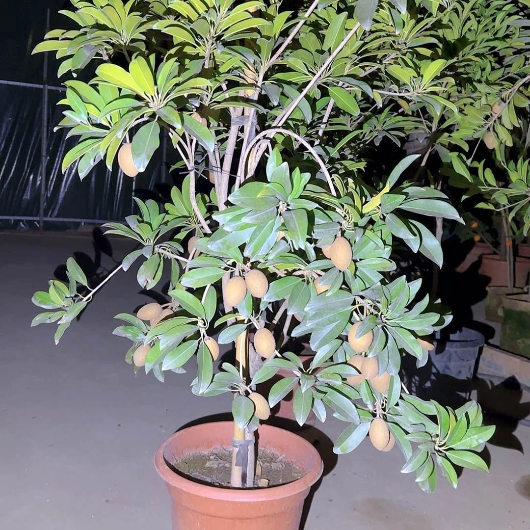 鱼*苗果树11111111111