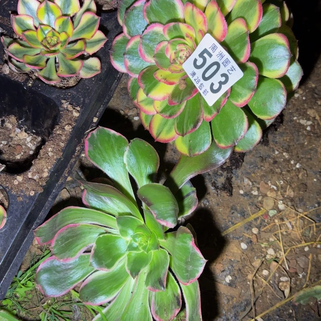 用***8小套餐脱土发货503