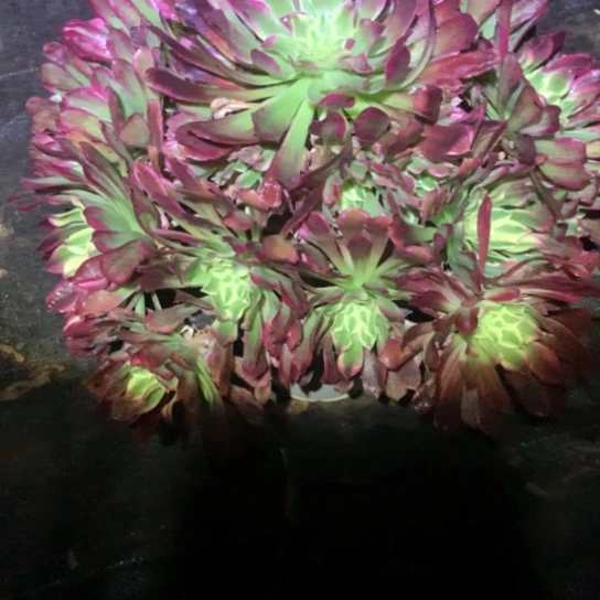 默*多肉植物天和583