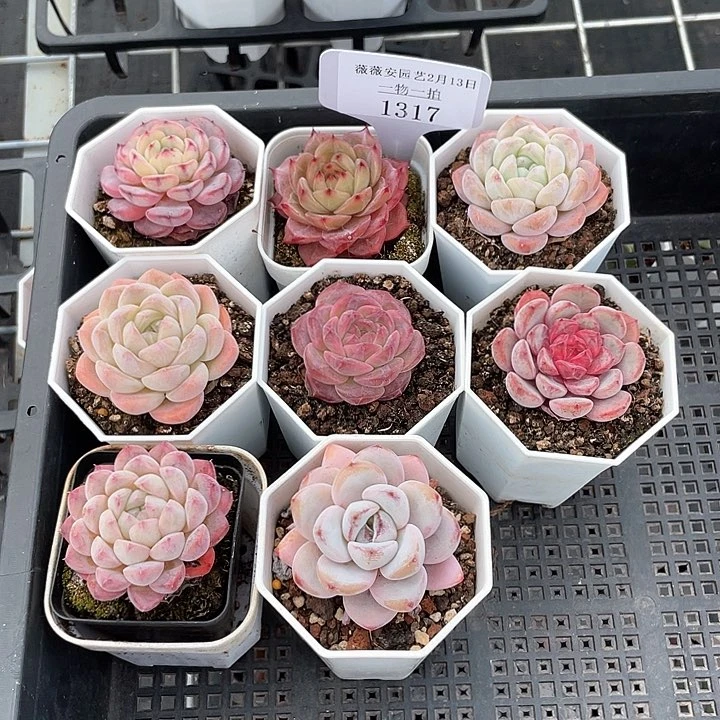 薇薇安园艺多肉1317