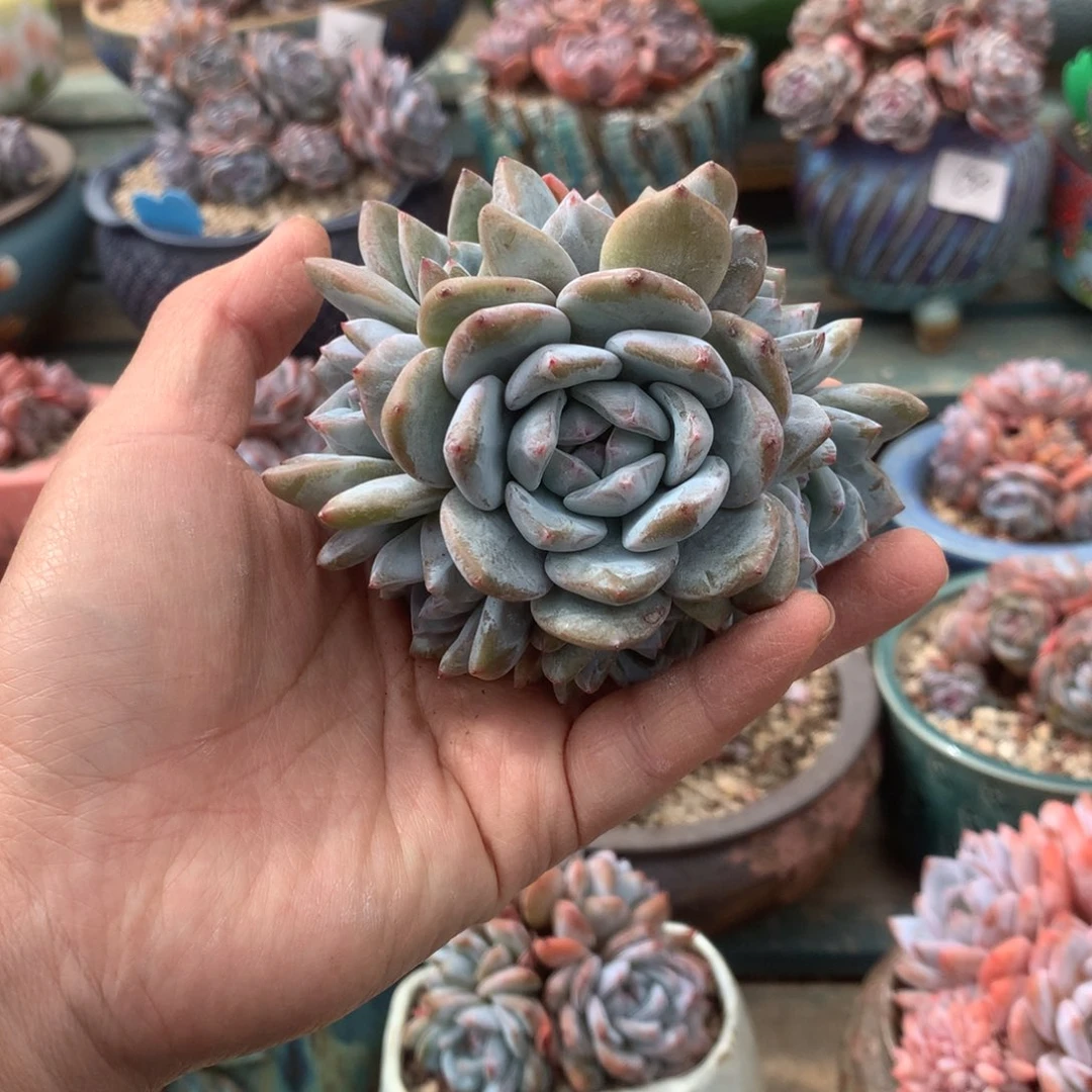 无花朵无砍多头手捧哈哈哈哈哈哈16