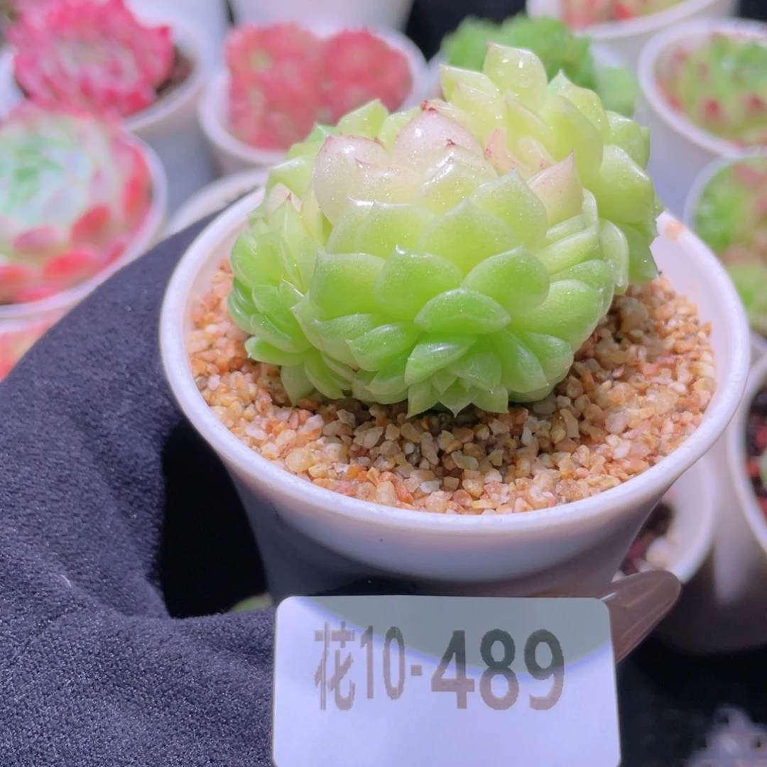 花利美10-489麦秆群