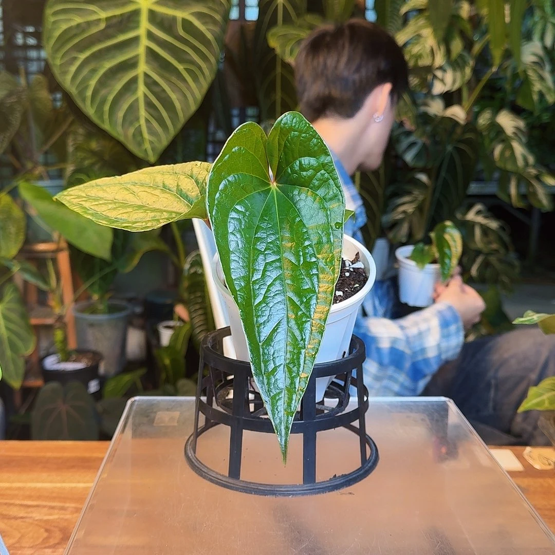 完全开放A04平克立杂奢华