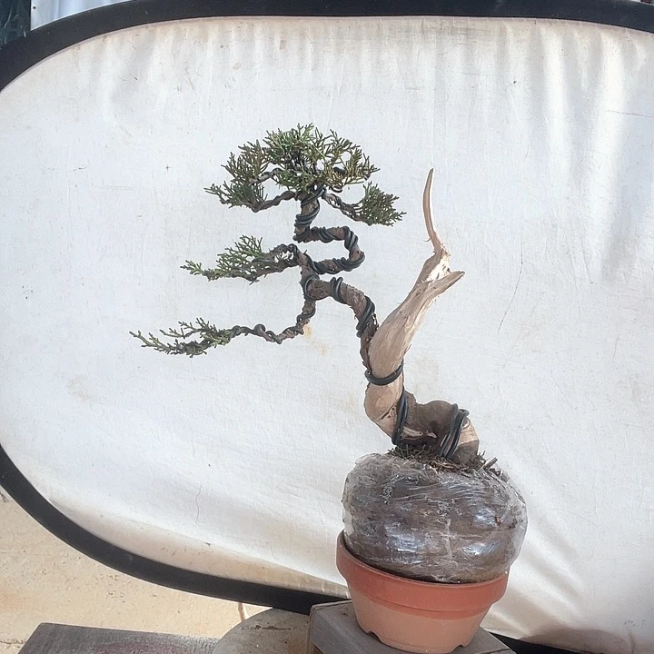 济州真柏盆景老桩