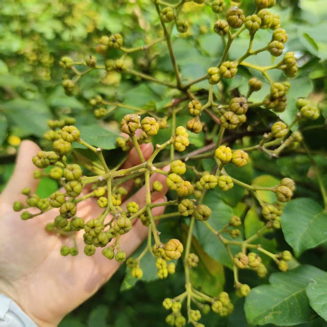 大山新鲜采摘  吴茱萸