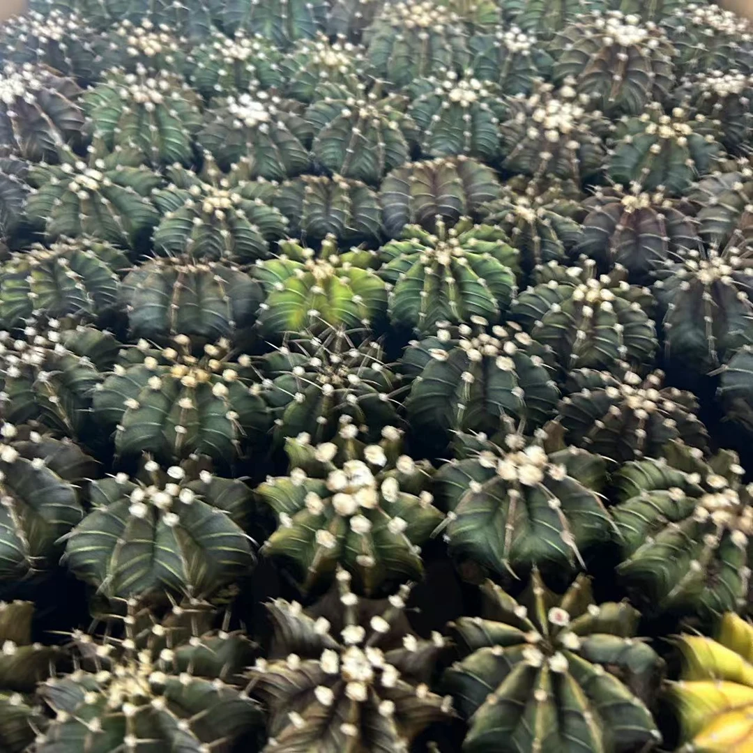 肋骨牡丹  仙人球夏型种绿植盆栽桌面阳台办公室摆件