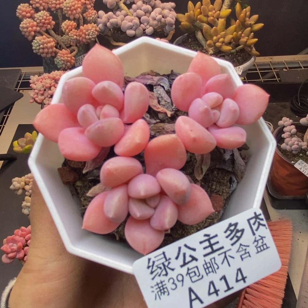 414粉桃花多肉6c m