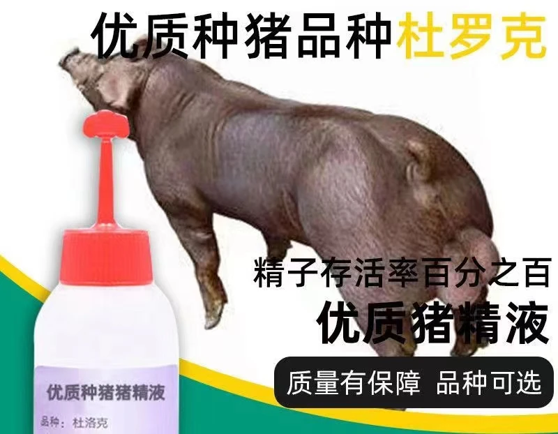 杜洛克公猪猪精养殖场现采现发包邮包对版