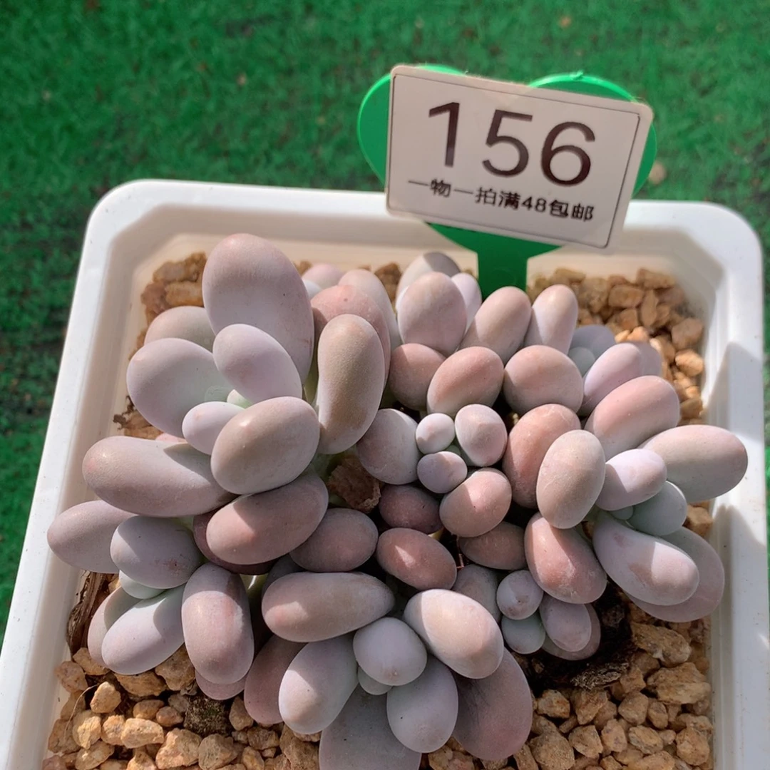 原始奶酪无砍平头156