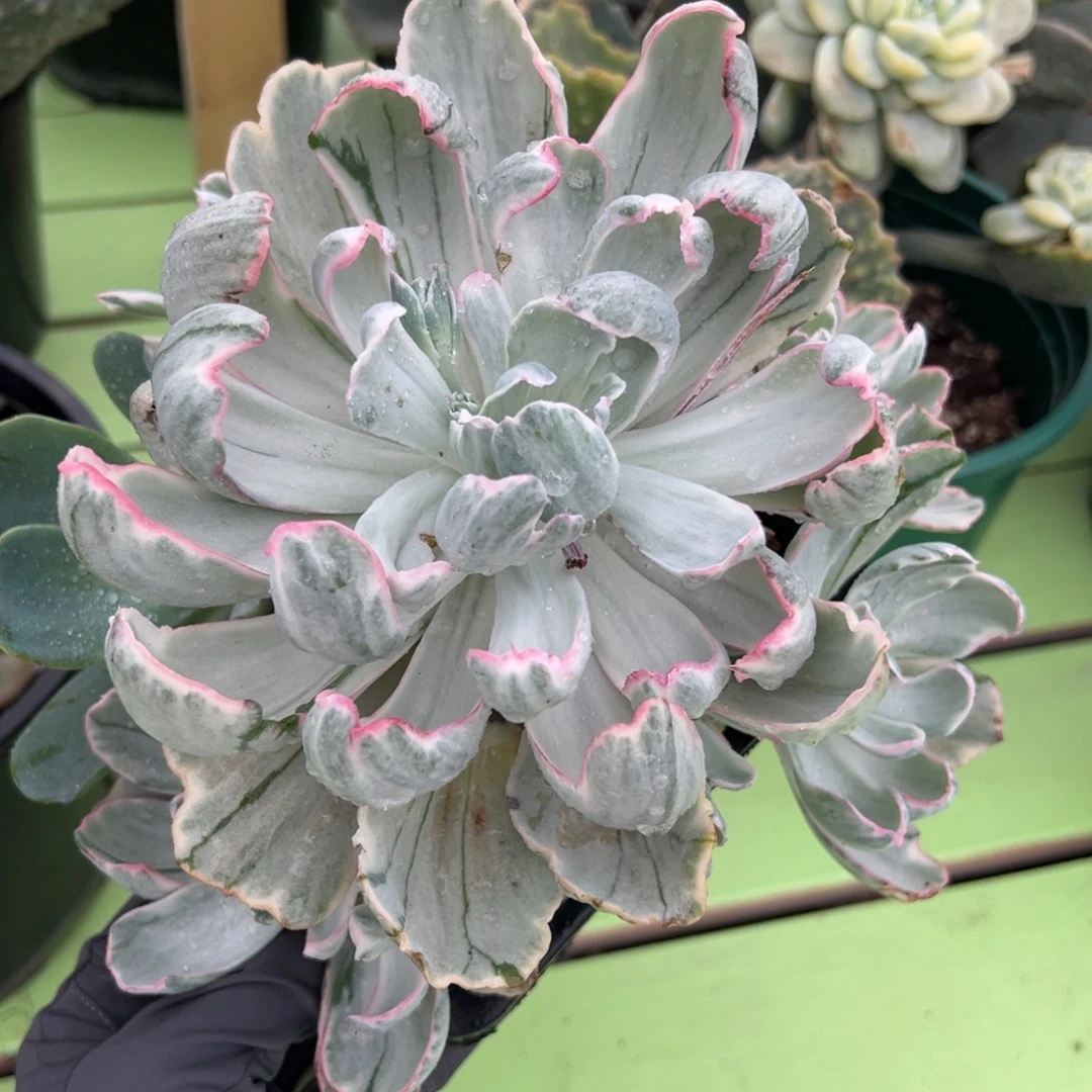 伯克利锦，无砍手捧群