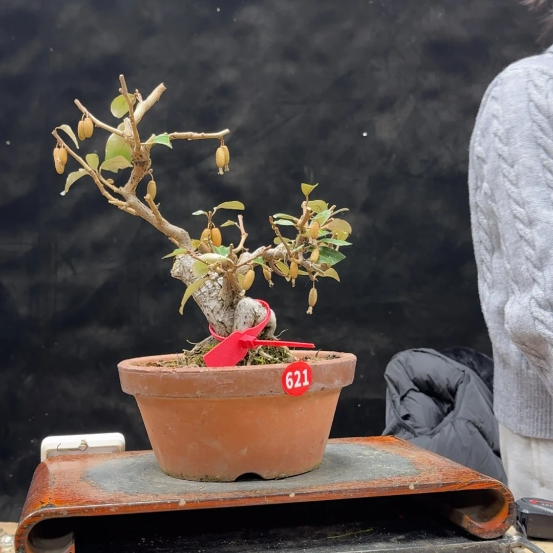 盆景顺丰到付不包邮暇*居621