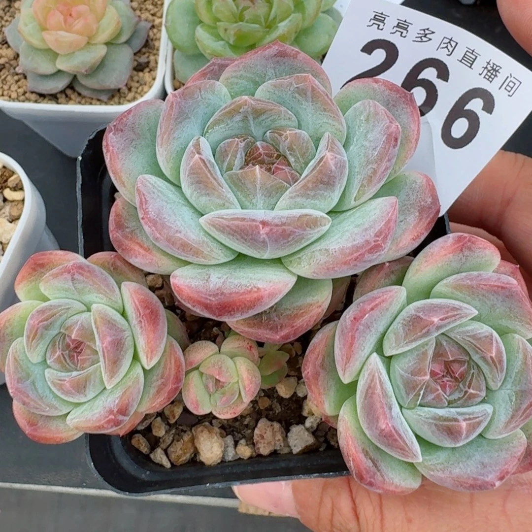 露香凝珍妮            精美多肉植物