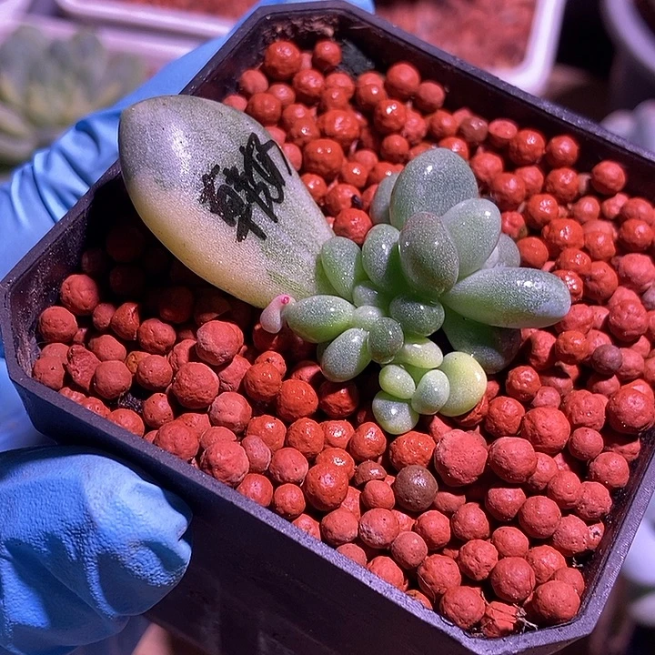 象牙奶酪锦多肉植物