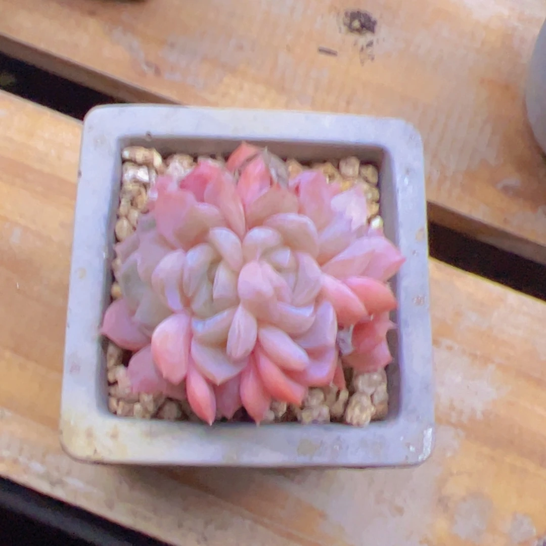 宇*新品，多肉植物