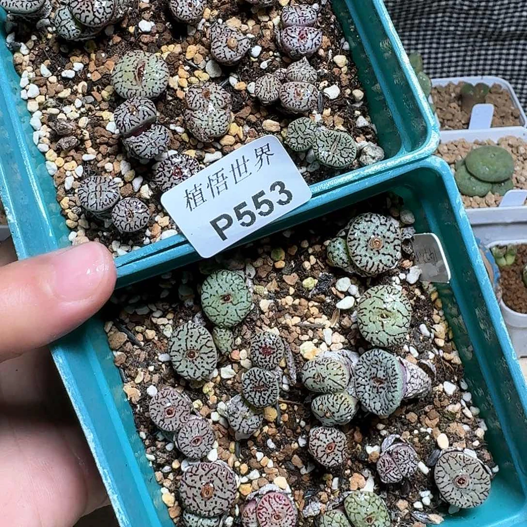 553盒多肉植物哇f g