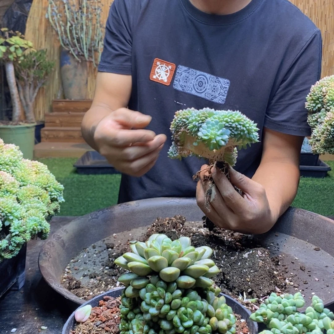 老***啦392号白胖子多肉植物