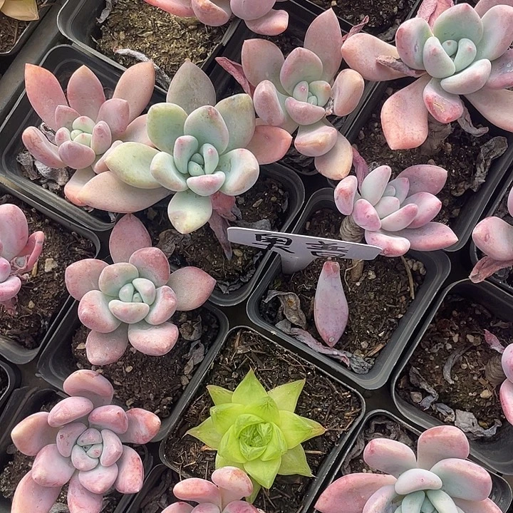 奥普琳娜老桩量拍18包邮