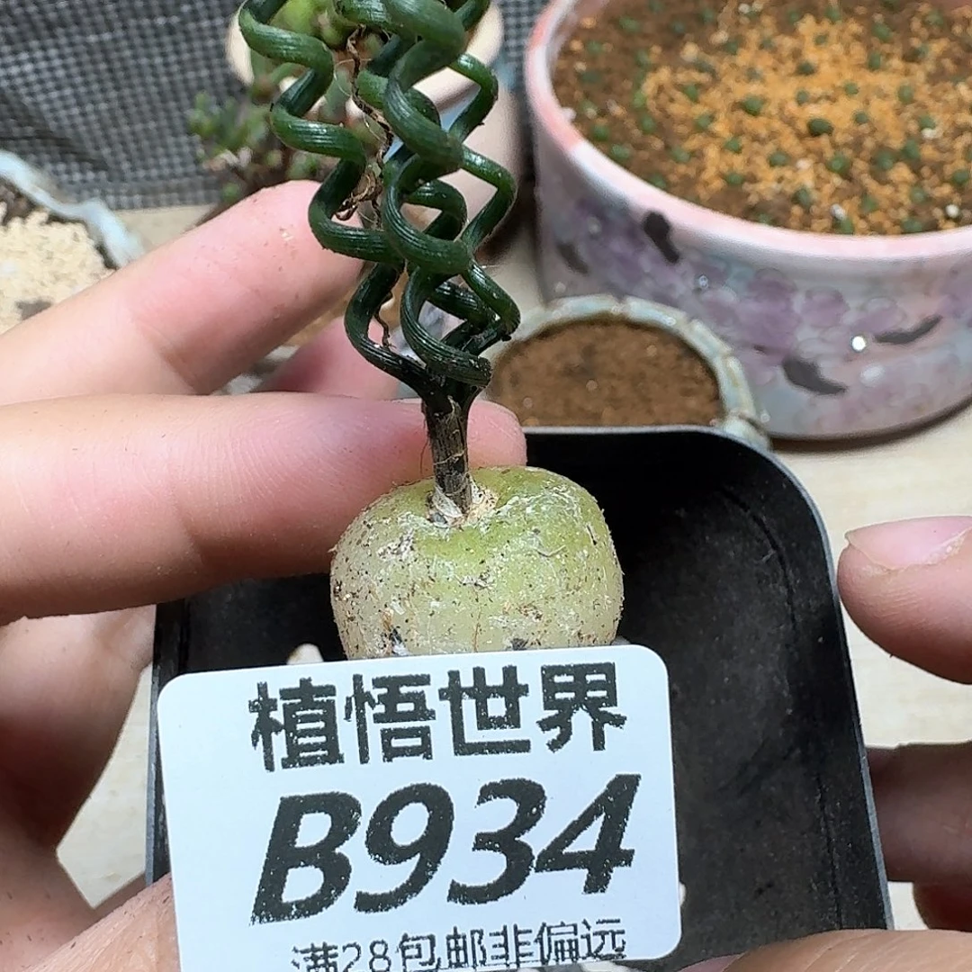 多肉植物的人生fgb