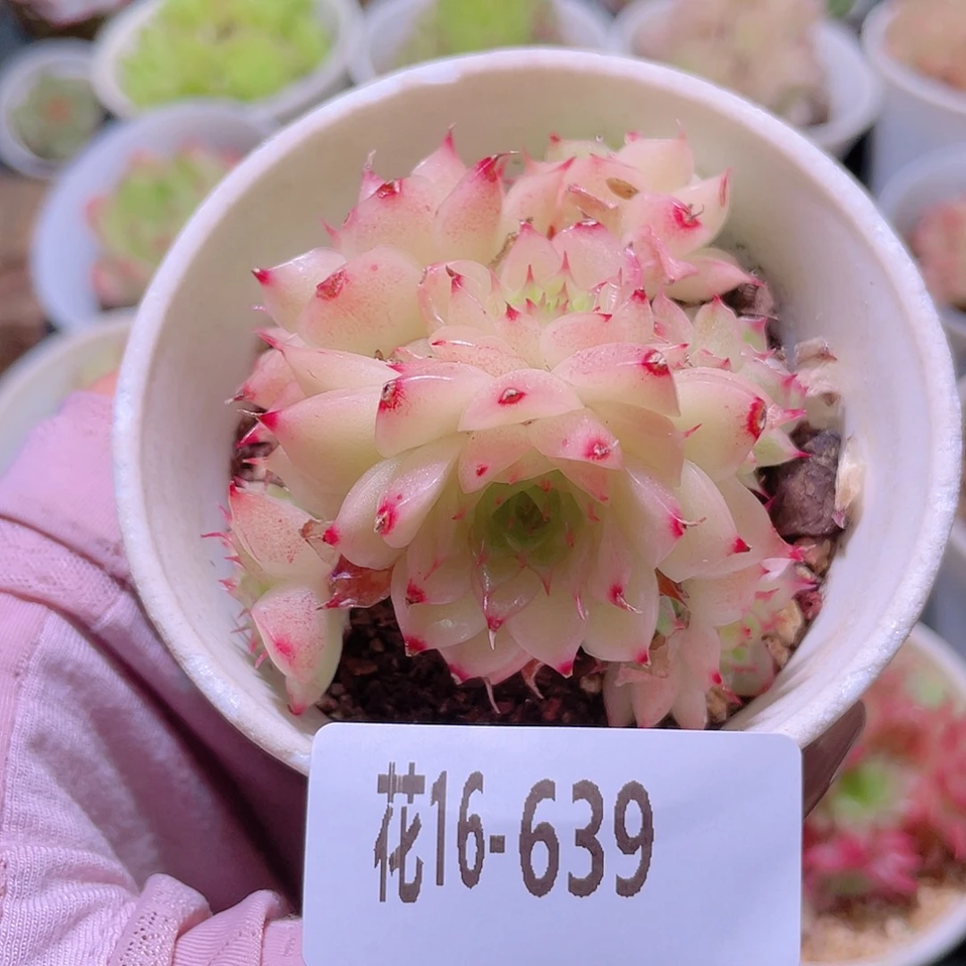 花利美16-639麦秆  微瑕