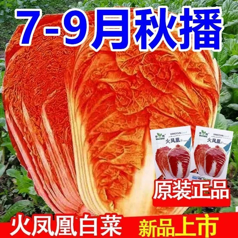 新品火凤凰大白菜种子秋冬四季耐热寒红白菜籽农家大田易种植蔬菜