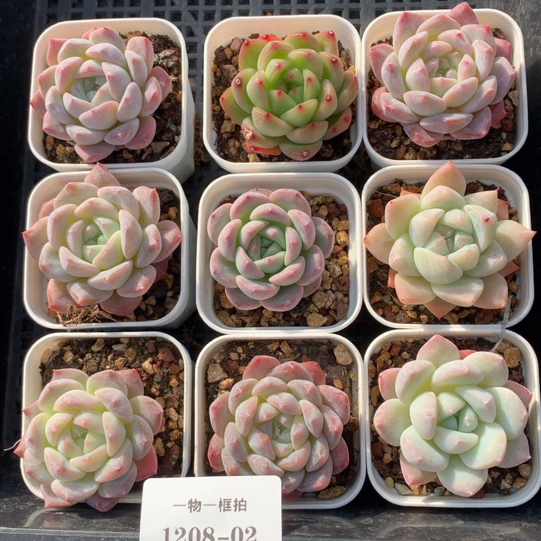 1208-02 糖心新品