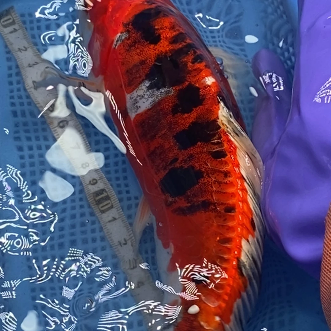 锦鲤冷水锦鲤包邮